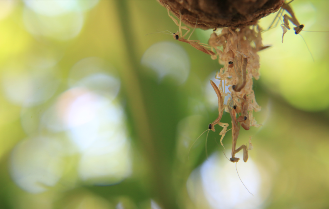 Screenshot_2021-02-10_at_12.05.25