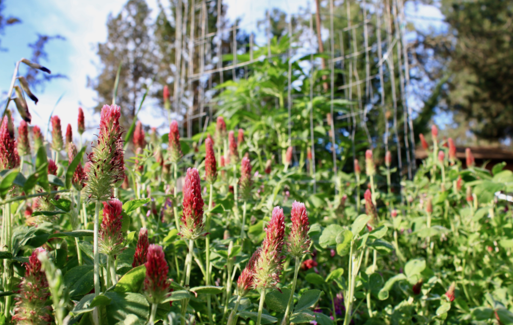 Screenshot_2021-02-10_at_12.05.38