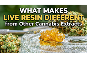 What Makes Live Resin Different from Other Cannabis Extracts