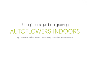 A Beginner's guide to growing Autoflowers Indoors, By Dutch Passion Seed Company