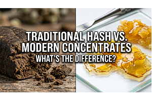 Traditional Hash vs. Modern Concentrates: What's the Difference?