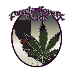 Purple Caper Seeds 
