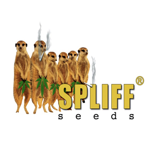 Spliff Seeds 