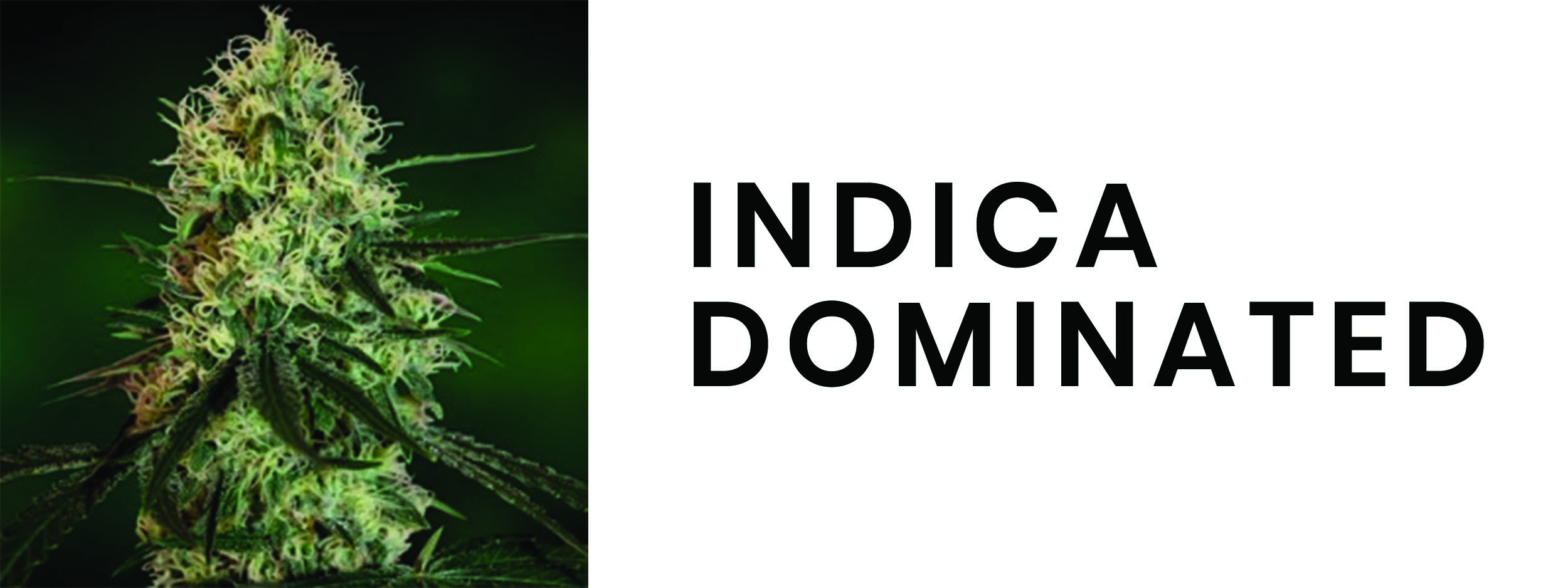 INDICA DOMINANT SEEDS
