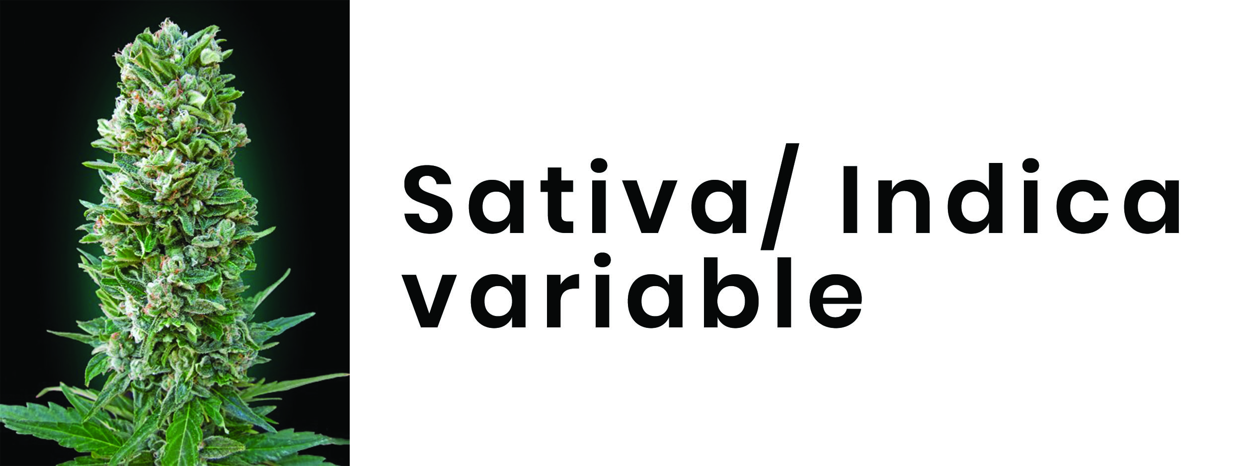 SATIVA / INDICA VARIABLE SEEDS