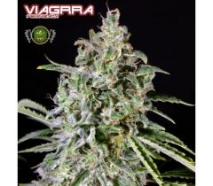 VIP Seeds - Viagrra (Fem)