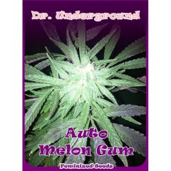 Dr Underground - Auto Melon Gum (Fem)