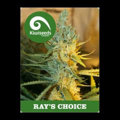 Kiwi Seeds - Ray's Choice feminized cannabis seeds - sativa dominant marijuana strain with a flowering time between 60-70 days