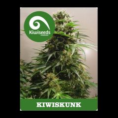 Kiwi Seeds - Kiwiskunk feminized cannabis seeds - indica/sativa marijuana hybrid with a flowering time between 50-60 days