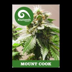 Kiwi Seeds - Mt Cook feminized cannabis seeds - 80% indica dominant marijuana strain with a flowering time between 50-60 days