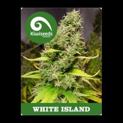 Kiwi Seeds - White Island regular cannabis seeds - sativa dominant marijuana strain with a flowering time between 60-70 days