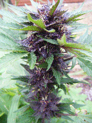 Cream of the Crop - Narco Purps Auto (Fem)