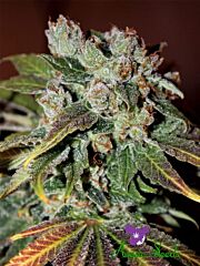 Anesia Seeds - Auto Blueberry Banana (Feminized) 