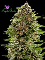 Anesia Seeds - Auto Bubblegum (Feminized) 