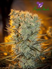 Anesia Seeds - Banana Kush Auto (Feminized) 