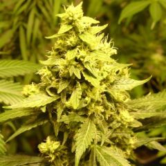 Homegrown Fantaseeds - AC Diesel feminized cannabis seeds - sativa dominant marijuana strain with a flowering time around 10 weeks