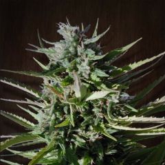 Ace Seeds - Tikal feminized cannabis seeds - 75% sativa dominant plant with a flowering time around 10 weeks