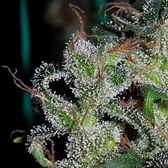 Ace Seeds - Zamaldelica feminized cannabis seeds - 100% sativa marijuana strain with a flowering time around 11-14 weeks