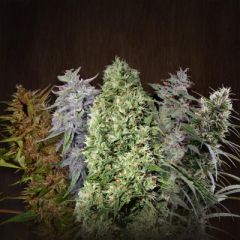 Ace Seeds - Ace Mix feminized cannabis seeds - a selection of new marijuana strains from Ace Seeds with flowering times between 8-10 weeks