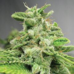 Advanced Seeds - Afghan Skunk feminized cannabis seeds - Indica/sativa hybrid with a flowering time around 8 weeks and THC levels around 17%. Good for beginners.