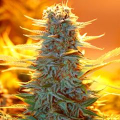 Advanced Seeds - Auto Kaya 47 feminized cannabis seeds - Autoflowering marijuana strain with a flowering time around 70 days and THC levels at 10% Good for indoor grows especially in small places