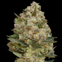Advanced Seeds - Critical feminized cannabis seeds - indica dominant marijuana strain with a flowering time around 7-8 weeks and THC levels around 17%. 