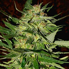 Advanced Seeds - Jack Plant feminized cannabis seeds - sativa dominant marijuana strain with a flowering time around 60-70 days and THC levels at 20%