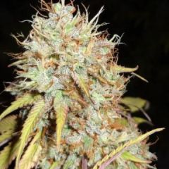 Phoenix Cannabis Seeds - Amnesia Express Auto (Fem)