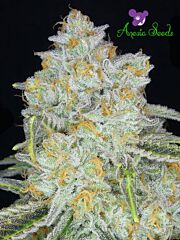 Anesia Seeds - Amnesia Flash Auto (Feminized) 