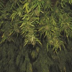 Kush Cannabis Seeds - Afghani Kush regular
