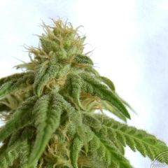 Kannabia - Afrodite feminized cannabis seeds - indica/sativa hybrid marijuana strain with a flowering time around 58-62 days