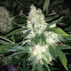 Phoenix Cannabis Seeds - AK27 Express Auto (Fem)