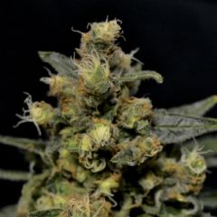 CBD Seeds - AK feminized cannabis seeds - sativa dominant marijuana strain with a flowering time around 9 weeks