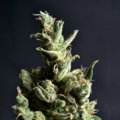 CBD Seeds - Amnesia feminized cannabis seeds - sativa dominant marijuana strain with a flowering time around 10 weeks