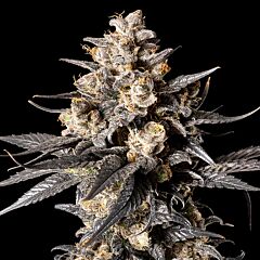 OO Seeds - Apple Bananas (Fem)