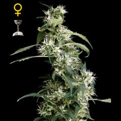 Green House - Arjan's Ultra Haze #2 feminized cannabis seeds - sativa dominant marijuana strain with THC levels at 17.53% and CBD at 0.16%, flowering time around 12-13 weeks