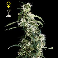 Green House - Arjan's Ultra Haze #2 feminized cannabis seeds - sativa dominant marijuana strain with THC levels at 17.53% and CBD at 0.16%, flowering time around 12-13 weeks