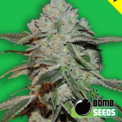 Bomb Seeds - Atomic feminized cannabis seeds - indica/sativa hybrid marijuana strain with a flowering time around 8-10 weeks and THC levels around 22-26%