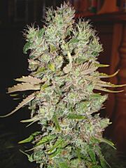Ministry Of Cannabis - Auto Blueberry Domina (Feminized)