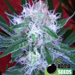 Bomb Seeds - Auto Bomb feminized cannabis seeds - autoflowering indica/sativa hybrid with a flowering time around 65 days and THC levels between 10-15%