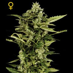 Green House - Auto Bomb feminized cannabis seeds - autoflowering marijuana strain with a flowering time around 7 weeks 