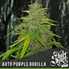 Short Stuff - Auto Purple Gorilla (5 Fem)