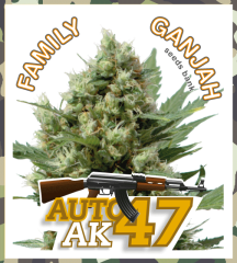 Family Ganjah - Auto AK47 (Fem)