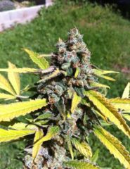 CBD Seeds - Auto AK feminized cannabis seeds - autoflowering hybrid marijuana strain with a flowering time around 9-10 weeks