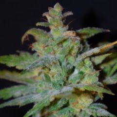 Female Seeds - Auto AK feminized cannabis seeds - autoflowering marijuana strain with a flowering time around 56 days