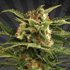 Auto Seeds - Auto Pounder feminized cannabis seeds - autoflowering marijuana strain with a flowering time around 70-80 days