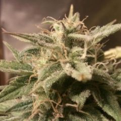 Female Seeds - Auto Bubble feminized cannabis seeds - autoflowering marijuana strain with a flowering time around 56 days 