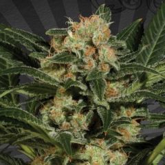 Auto Seeds - Candy Kush feminized cannabis seeds - autoflowering marijuana strain with a flowering time around 65-75 days