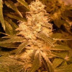 Female Seeds - Auto Kush feminized cannabis seeds - autoflowering marijuana strain with a flowering time around 56 days