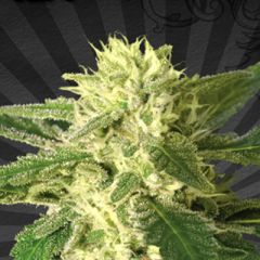 Auto Seeds - Auto #1 feminized cannabis seeds - autoflowering marijuana strain with a flowering time around 60-70 days